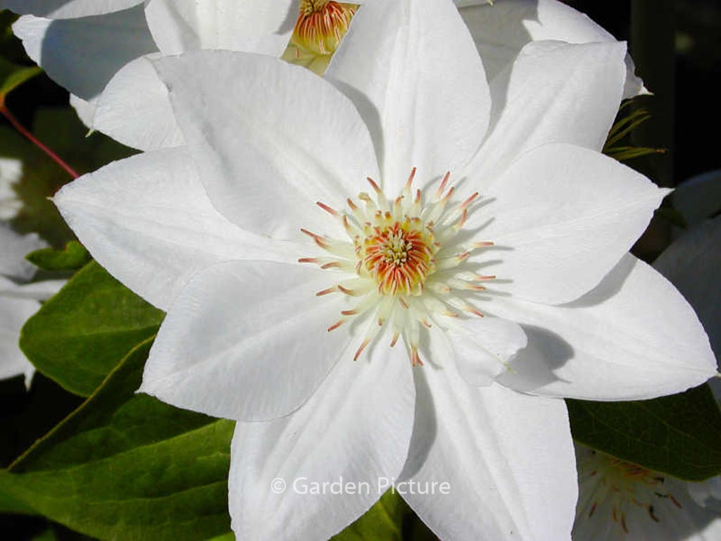 Clematis ‚Mrs. George Jackman‘