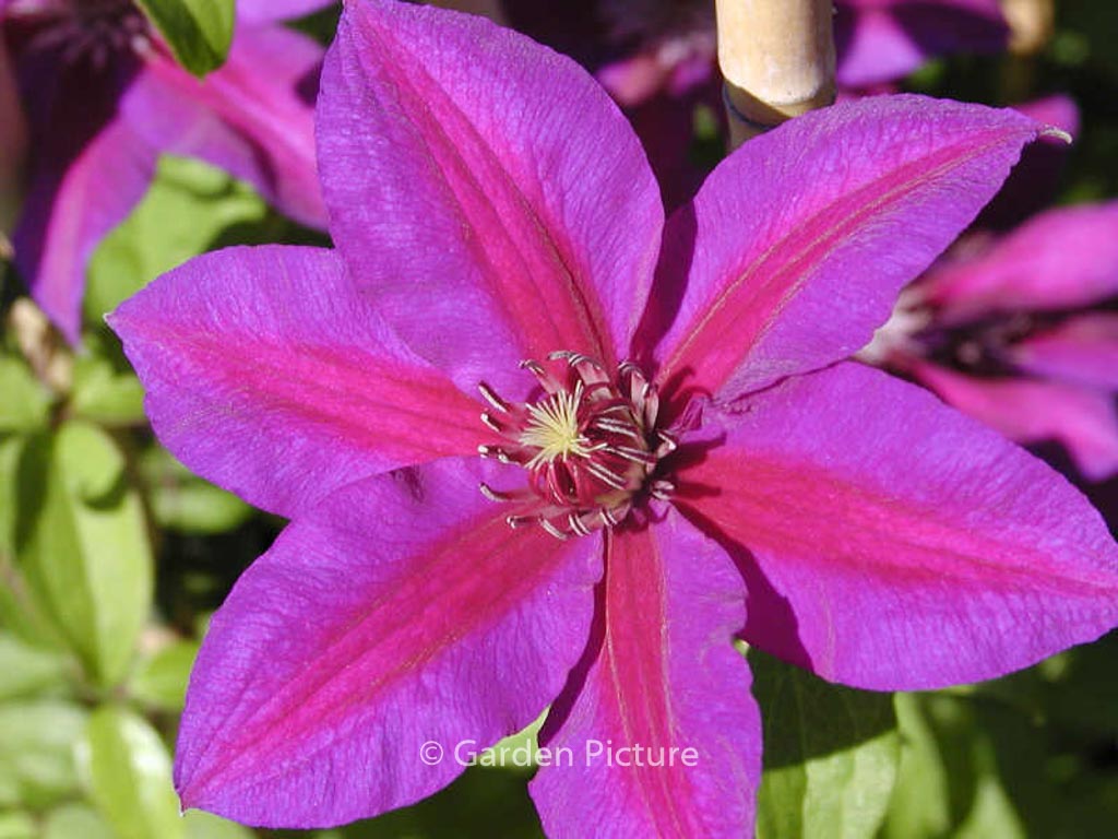 Clematis ‚Mrs. N. Thompson‘
