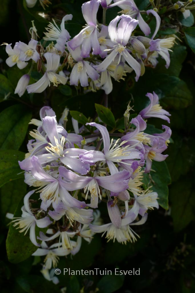 Clematis ‚Mrs. Robert Brydon‘