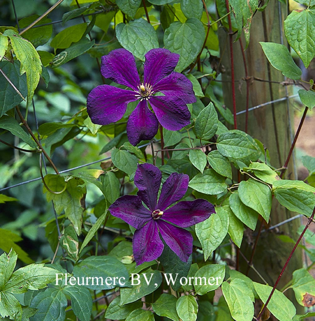 Clematis ‚Negritjanka‘