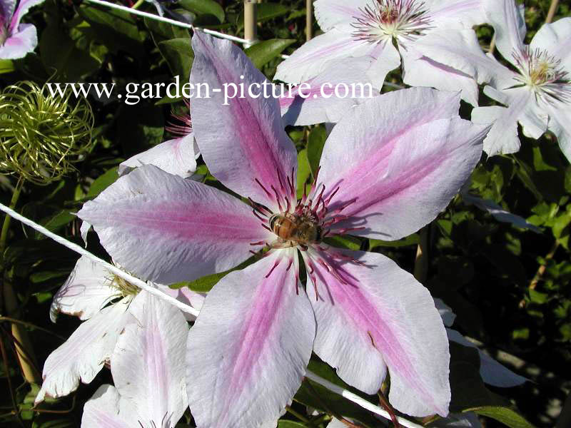 Clematis ‚Nelly Moser‘