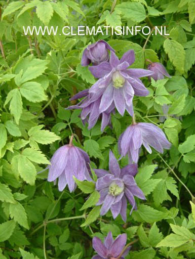 Clematis ‚Ola Howells‘