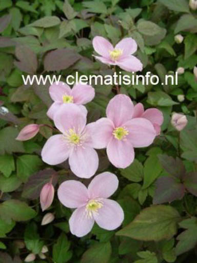 Clematis ‚Olga‘