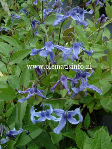 Clematis ‚Ozawa Blue‘