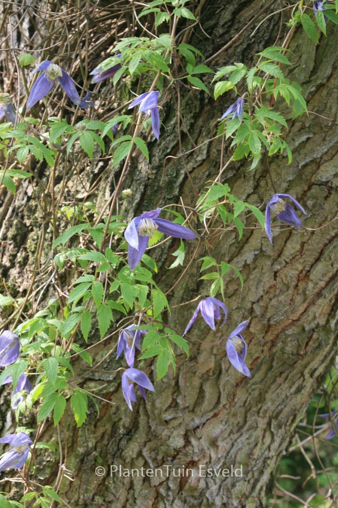 Clematis ‚Pamela Jackman‘
