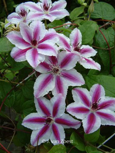 Clematis ‚Pamina‘