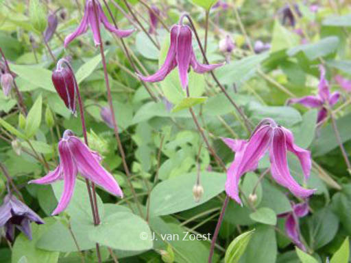 Clematis ‚Pangbourne Pink‘