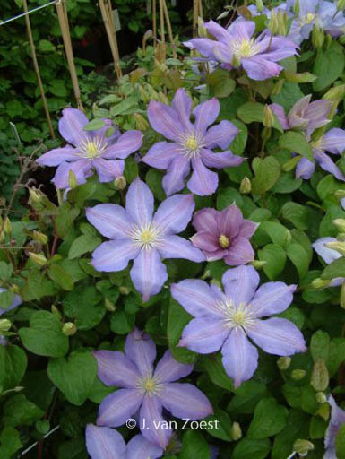 Clematis ‚Paola‘