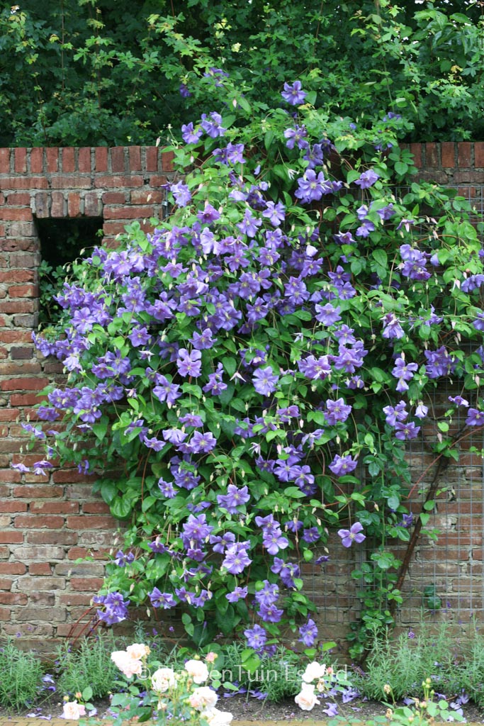 Clematis ‚Perle d’Azur‘