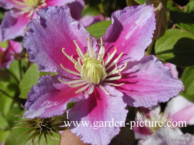 Clematis ‚Piilu‘