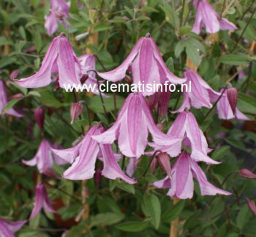 Clematis ‚Pink Delight‘