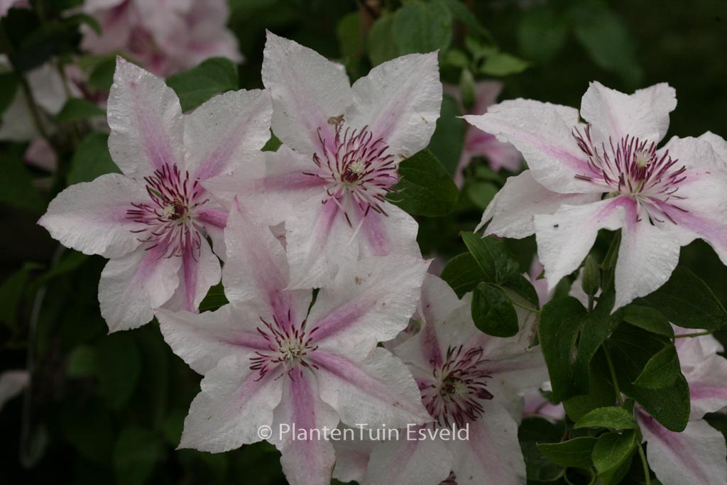 Clematis ‚Pink Fantasy‘