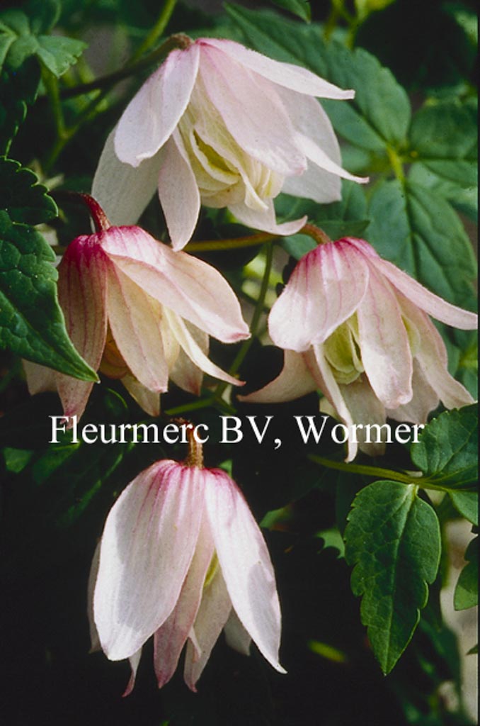 Clematis ‚Pink Flamingo‘