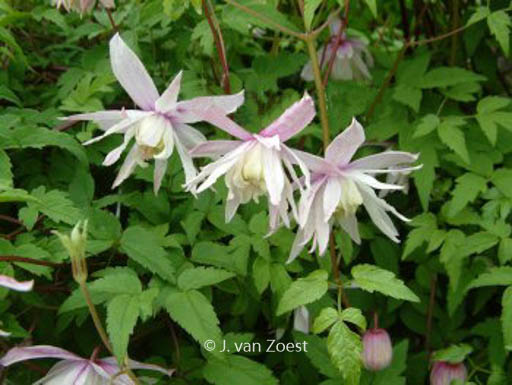 Clematis ‚Pink Princess‘