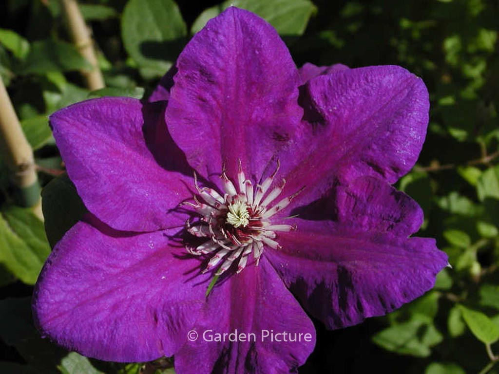 Clematis ‚Polish Spirit‘