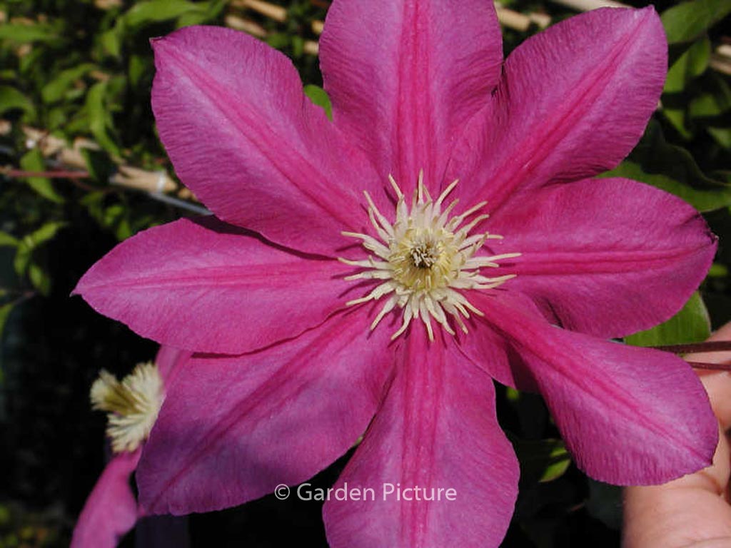 Clematis ‚Poulvo‘ (VINO)