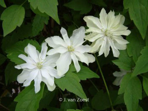 Clematis ‚Primrose Star‘