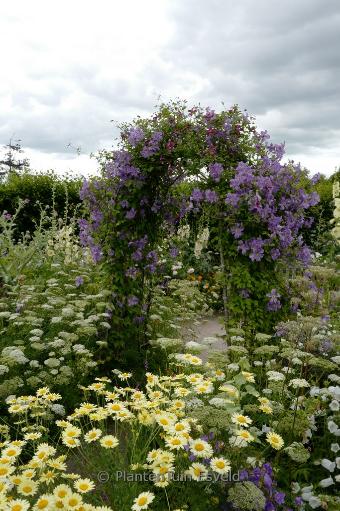 Clematis ‚Prince Charles‘