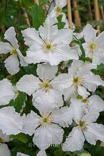 Clematis ‚Prince George‘