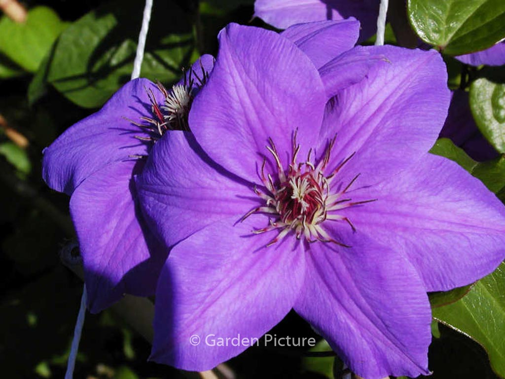 Clematis ‚Princess of Wales‘