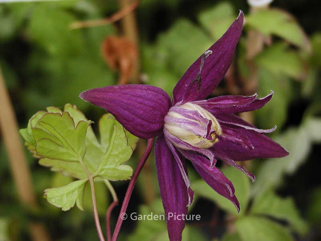 Clematis ‚Purple Spider‘
