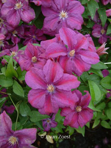 Clematis ‚Rahvarinne‘
