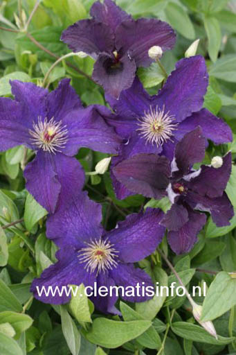 Clematis ‚Rasputin‘