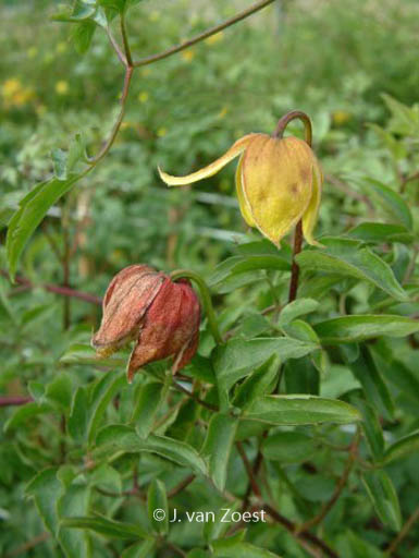 Clematis ‚Red Ballon‘