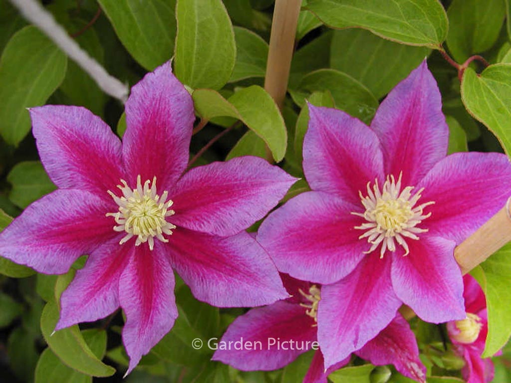 Clematis ‚Red Pearl‘