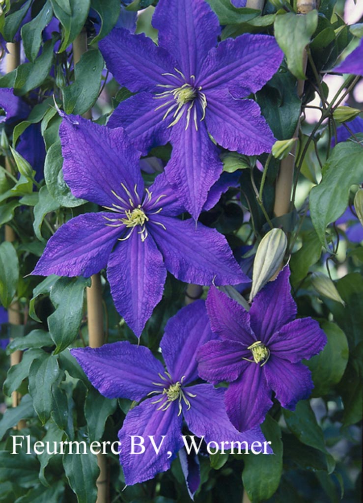 Clematis ‚Rhapsody‘