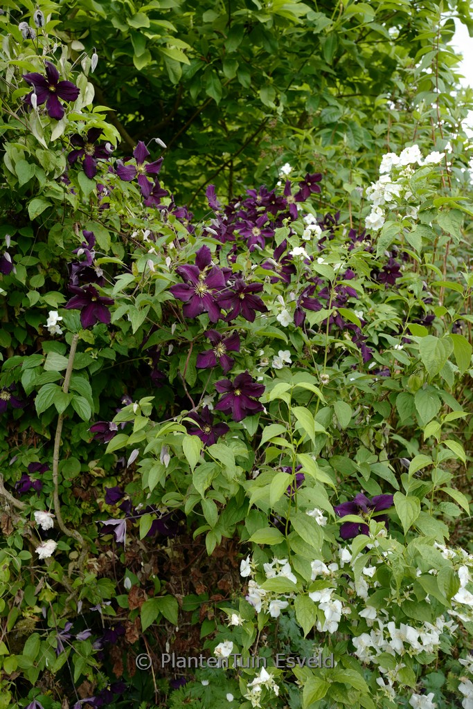 Clematis ‚Romantika‘