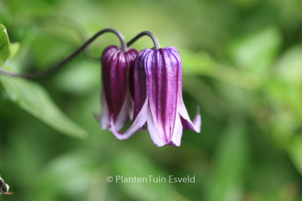 Clematis ‚Rooguchi‘