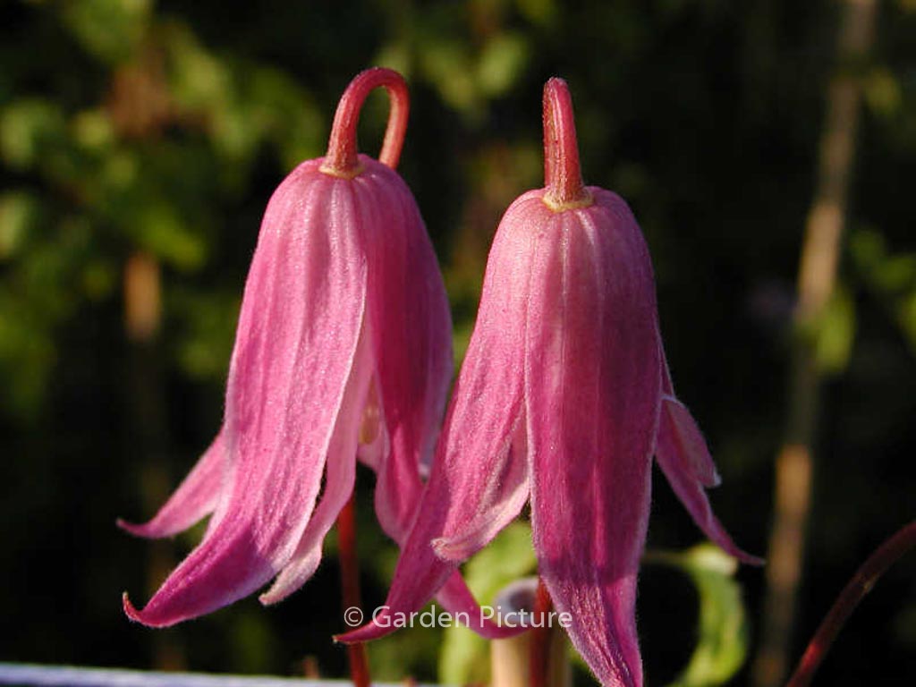 Clematis ‚Rosy o’Grady‘
