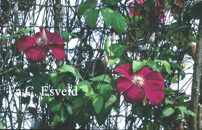Clematis ‚Rouge Cardinal‘