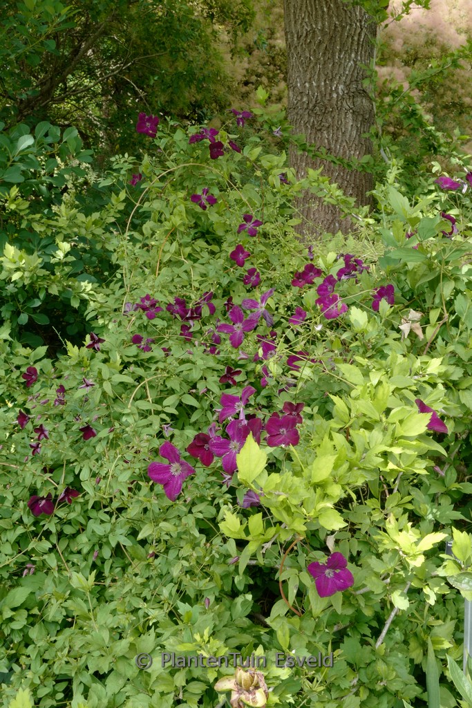Clematis ‚Royal Velours‘