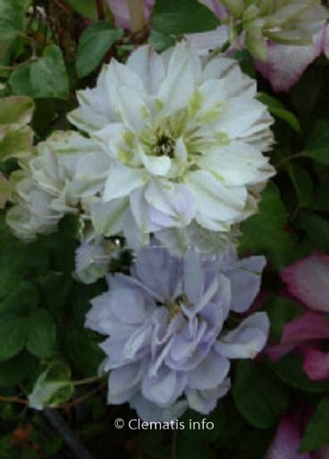 Clematis ‚Ruriokoshi‘