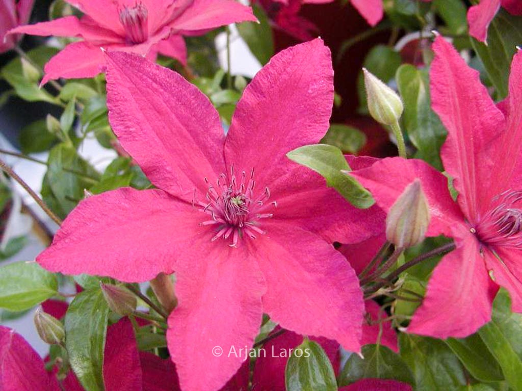 Clematis ‚Ruutel‘