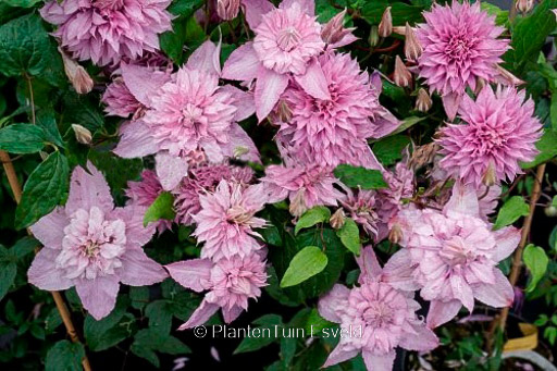 Clematis ‚ST17333‘ (MULTI PINK)