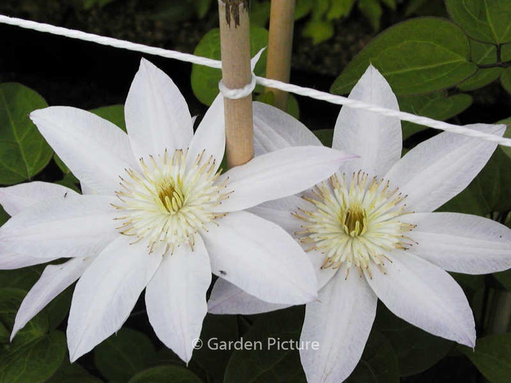 Clematis ‚Sakurahime‘ (ETOILE NACREE)