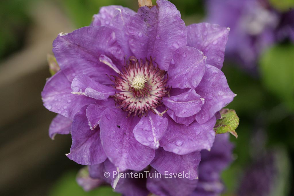 Clematis ‚Shin-shigyoku‘