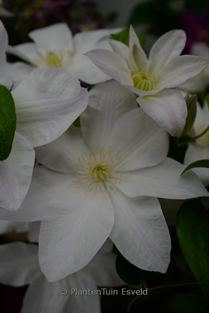 Clematis ‚Shirayukihime‘