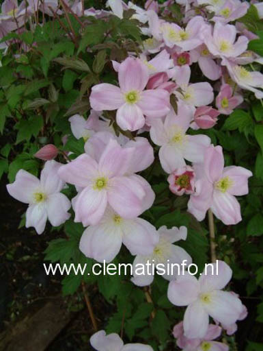 Clematis ‚Sir Eric Savill‘