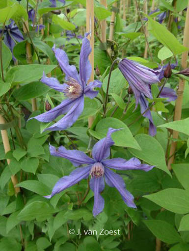 Clematis ‚Sizaja Ptitsa‘
