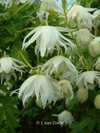 Clematis ‚Snowbird‘