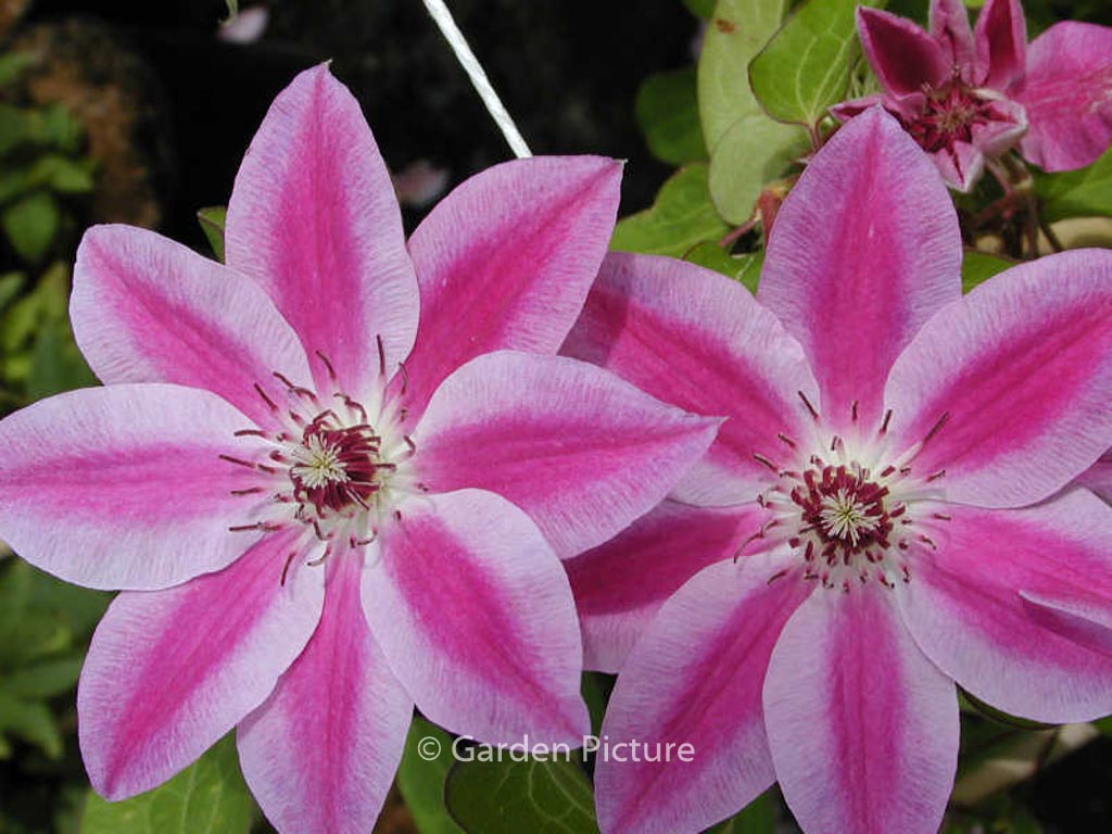 Clematis ‚Souvenir du Capitaine Thuilloux‘