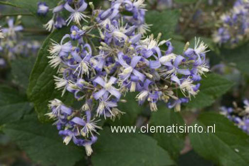 Clematis ‚Stanislaus‘ (I AM STANISLAUS)