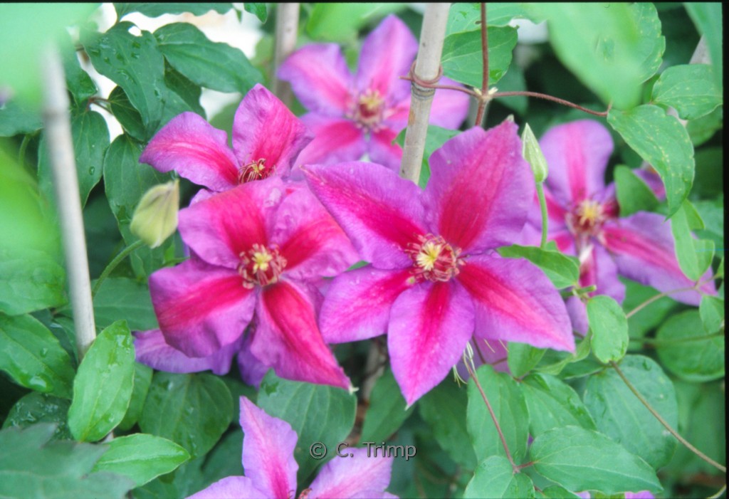 Clematis ‚Star of India‘