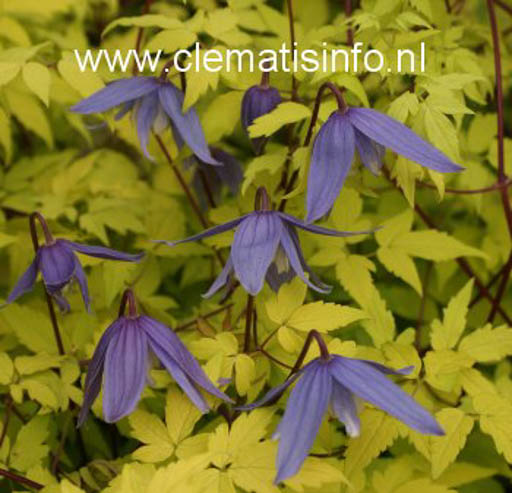 Clematis ‚Stolwijk Gold‘