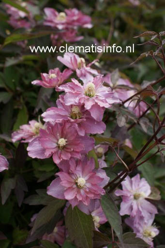 Clematis ‚Sunrise‘