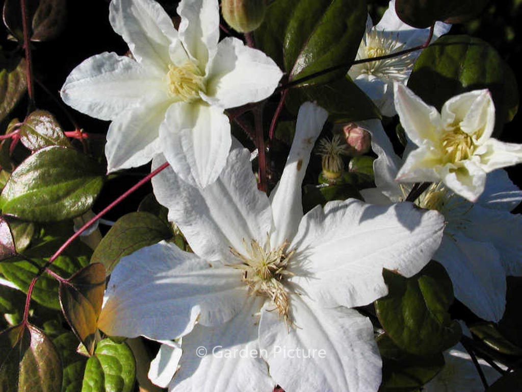 Clematis ‚Sylvia Denny‘
